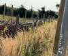 Dead Hedge with Young Trees