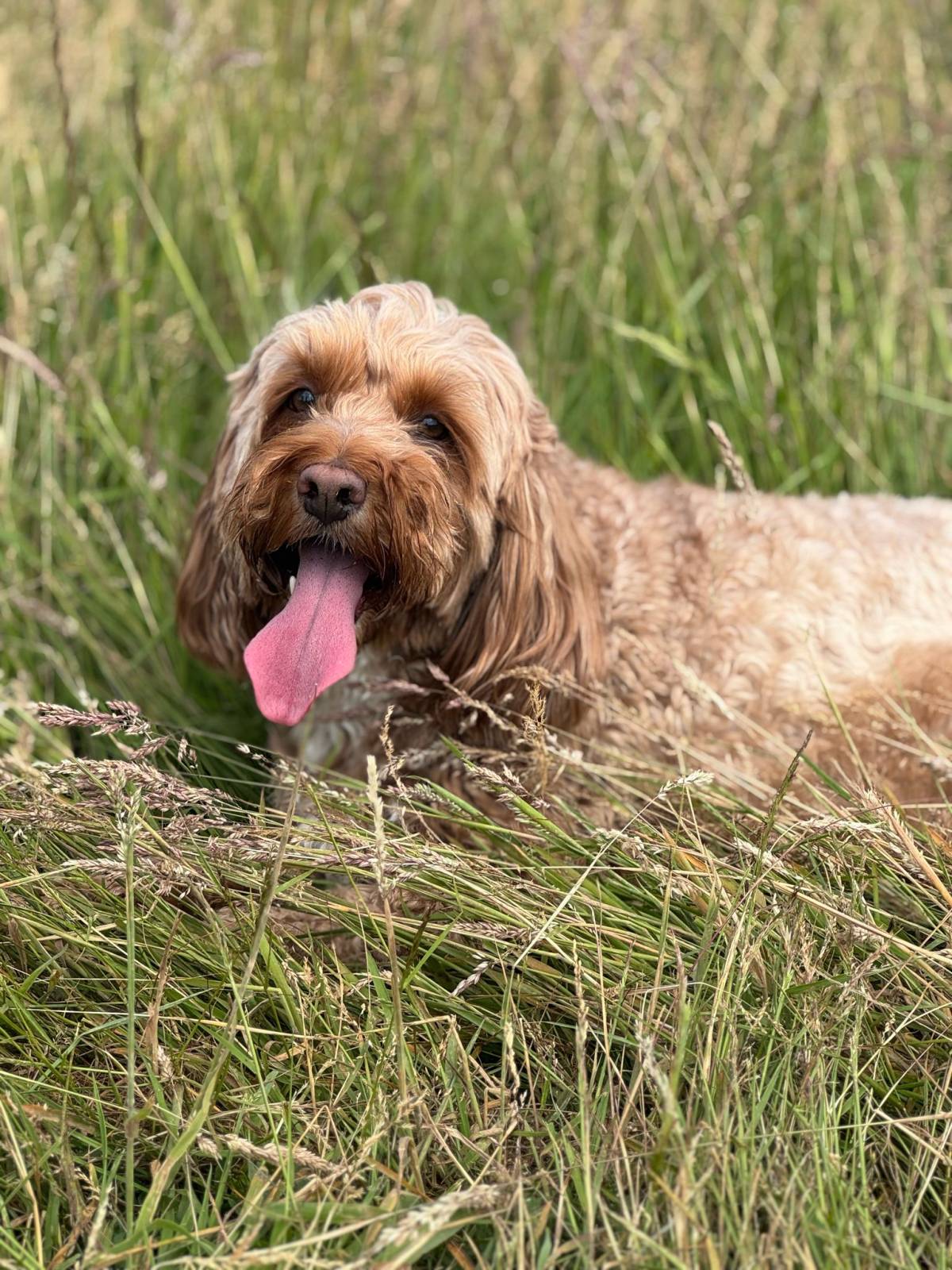 Panting dog lying in tall meadow grass