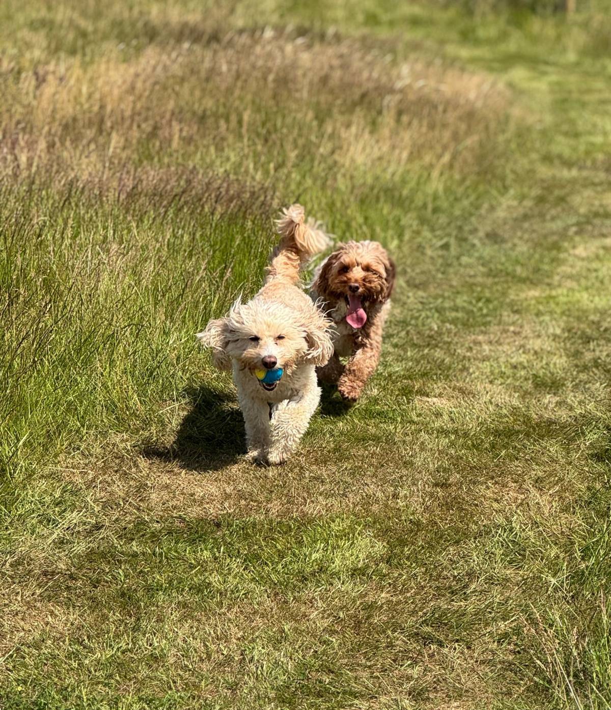 Two small dogs running along a grassy path with a ball