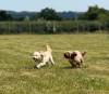 Two Dogs Chasing Each Other