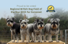 Regional British Dog Field of the Year 2025 for Somerset Hero Image