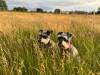 Two Schnauzers in Tall Grass