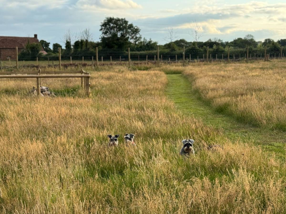 Schnauzers peeking through tall grass in a large open park