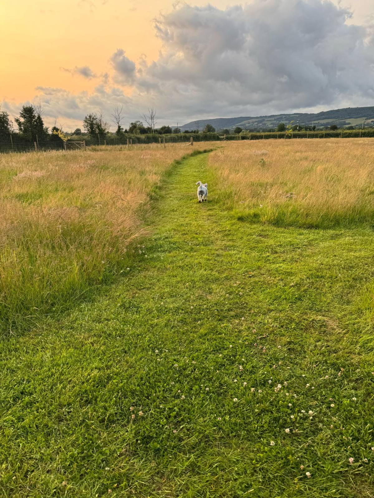 A solitary dog strolls down a mown green path in the golden light of sunset. Wild grasses sway gently on either side, with the Quantocks and moody clouds in the distant background.