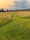 A solitary dog strolls down a mown green path in the golden light of sunset. Wild grasses sway gently on either side, with the Quantocks and moody clouds in the distant background.