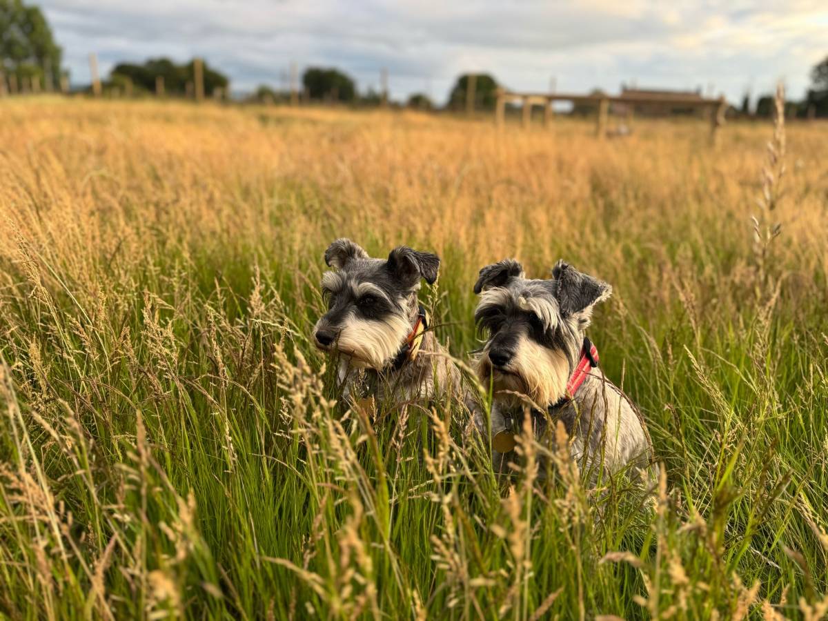 Two miniature schnauzers sitting in tall grass at sunset