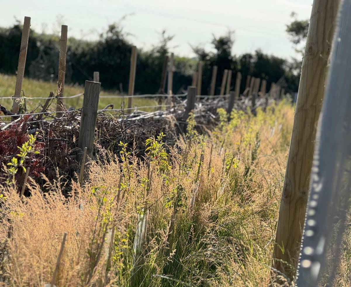Dead hedge and newly planted trees beside fence line