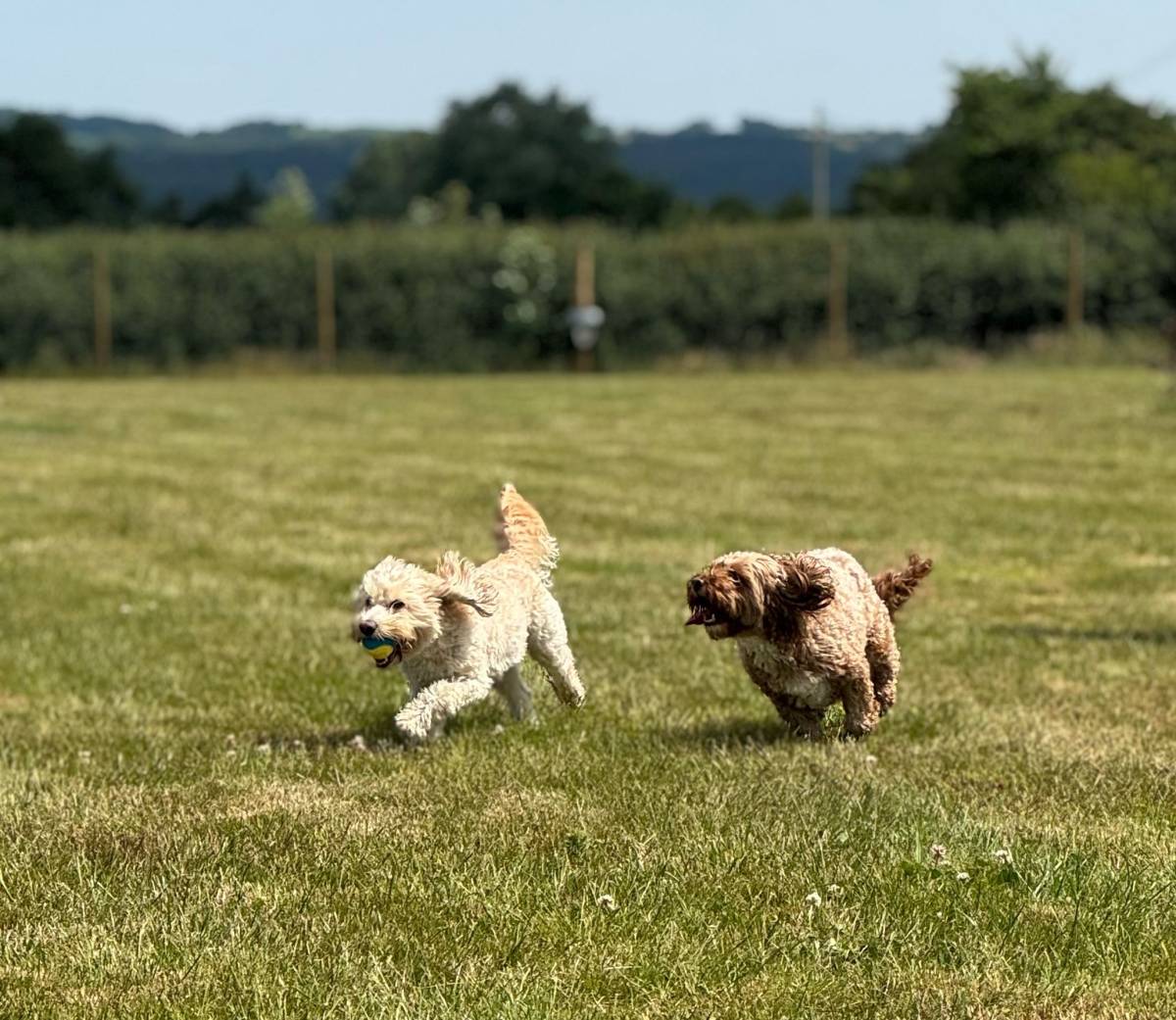 Two dogs joyfully running across a grass field