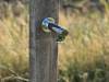 Water Tap for Dogs